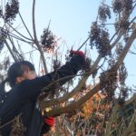 ブドウハゼ収穫inチームZENKICHI畑